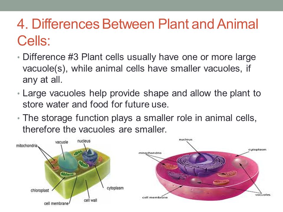 PLANT CELLS VERSES ANIMAL CELLS Compare the major components of plant and animal  cells. - ppt download