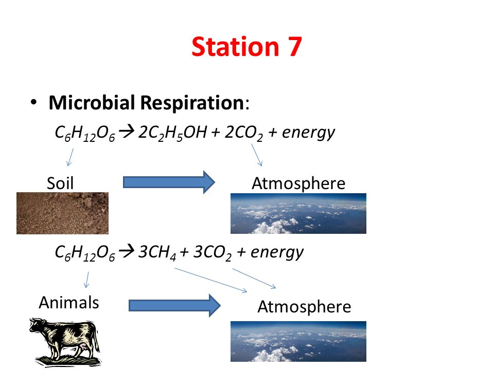 Station 7 Microbial Respiration: C 6 H 12 O 6  2C 2 H 5 OH + 2CO 2 + energy C 6 H 12 O 6  3CH 4 + 3CO 2 + energy SoilAtmosphere Animals Atmosphere