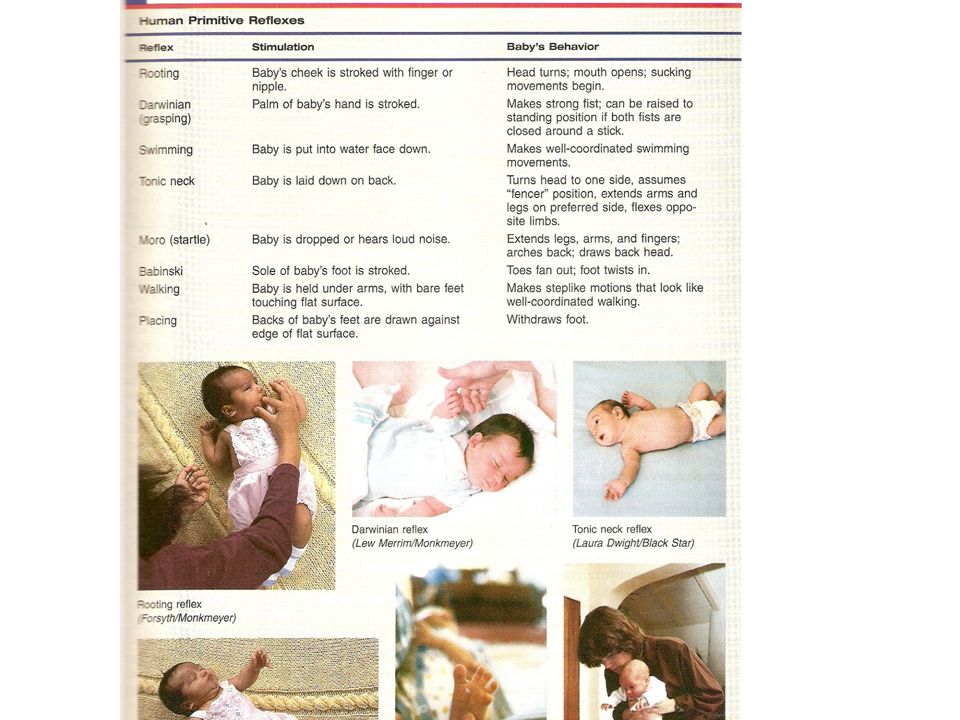 optical righting reflex infants