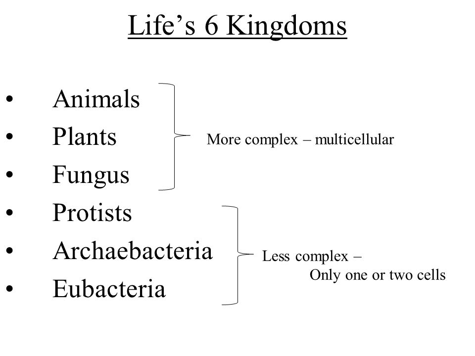 Kingdoms Animals Plants Fungus Protists Archaebacteria Eubacteria More Complex Multicellular Less Complex Only One Or Two Cells Kingdoms Animals Plants Fungus Protists Archaebacteria Eubacteria More Complex Multicellular Less Complex Only One Or Two Cells