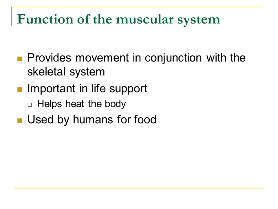 Function of the muscular system Provides movement in conjunction with the skeletal system Important in life support  Helps heat the body Used by humans for food