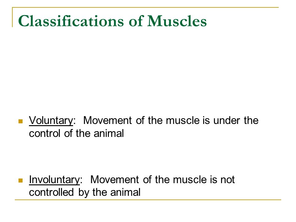 Classifications of Muscles Voluntary: Movement of the muscle is under the control of the animal Involuntary: Movement of the muscle is not controlled by the animal