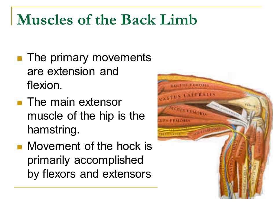 Muscles of the Back Limb The primary movements are extension and flexion.