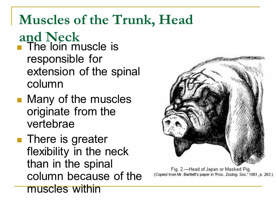 Muscles of the Trunk, Head and Neck The loin muscle is responsible for extension of the spinal column Many of the muscles originate from the vertebrae There is greater flexibility in the neck than in the spinal column because of the muscles within