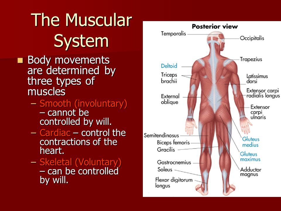 The Muscular System Key Facts The ability to move is an essential activity  of the human body The ability to move is an essential activity of the  human. - ppt download