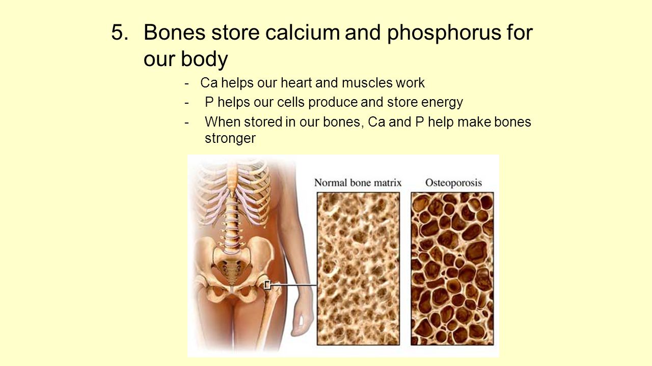 Living bone. Calcium for Bone. Bones Calcium. Bones фосфор. Calcium in Bones.