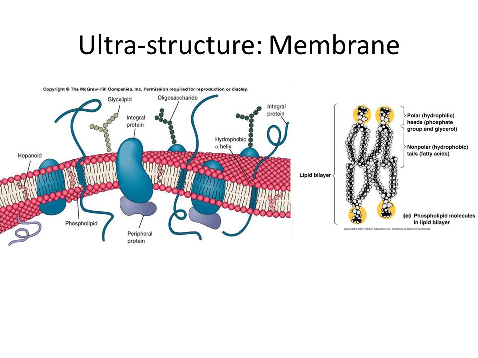 Ultra-structure: Membrane