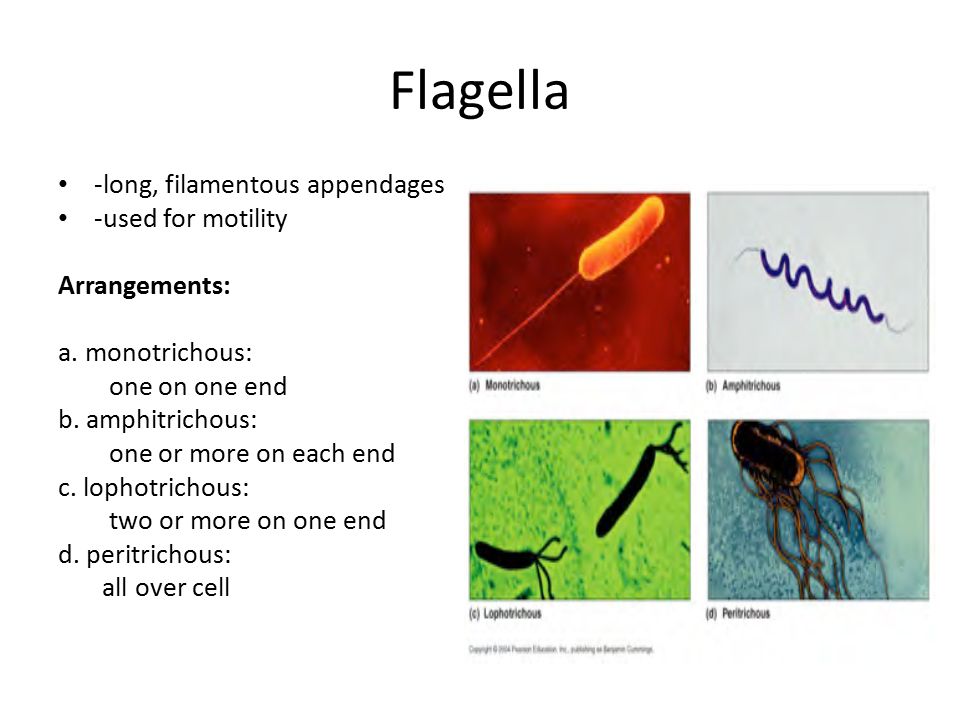 Flagella -long, filamentous appendages -used for motility Arrangements: a.