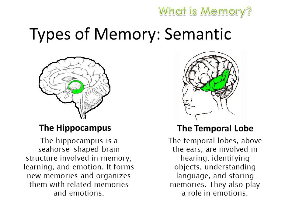 Types of Memory: Semantic The Hippocampus The Temporal Lobe The hippocampus is a seahorse-shaped brain structure involved in memory, learning, and emotion.