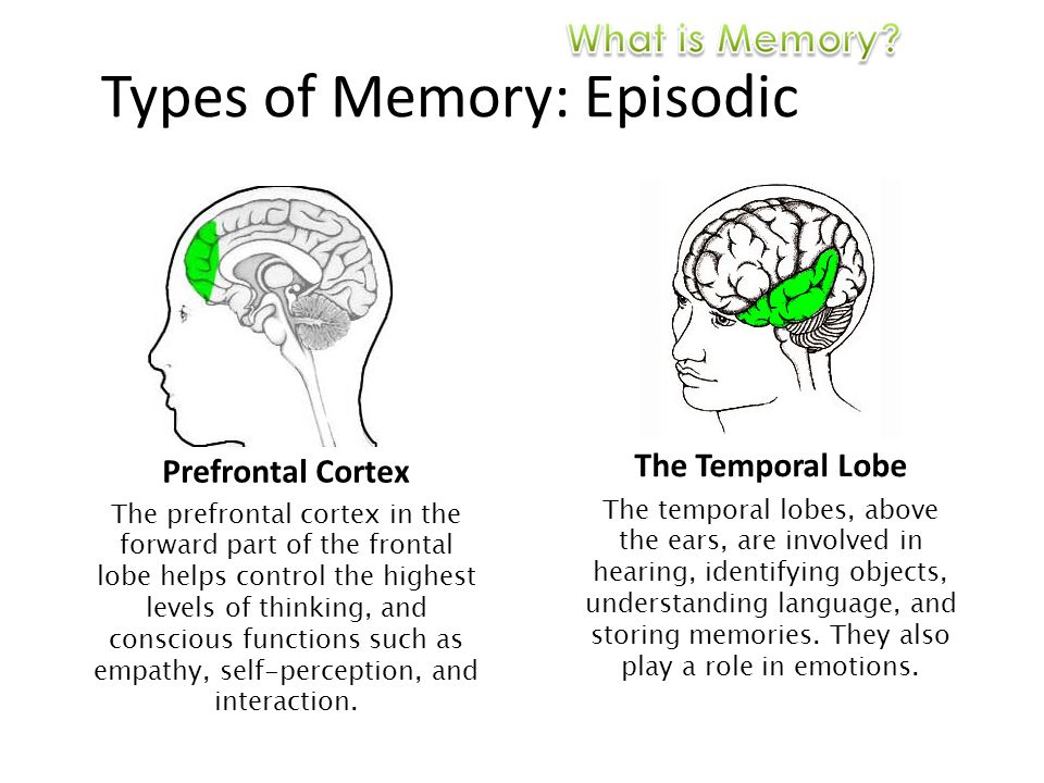 Types of Memory: Episodic Prefrontal Cortex The Temporal Lobe The prefrontal cortex in the forward part of the frontal lobe helps control the highest levels of thinking, and conscious functions such as empathy, self-perception, and interaction.