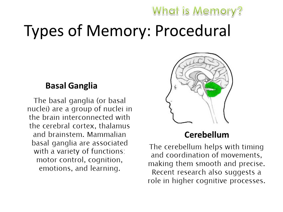 Types of Memory: Procedural Basal Ganglia Cerebellum The basal ganglia (or basal nuclei) are a group of nuclei in the brain interconnected with the cerebral cortex, thalamus and brainstem.