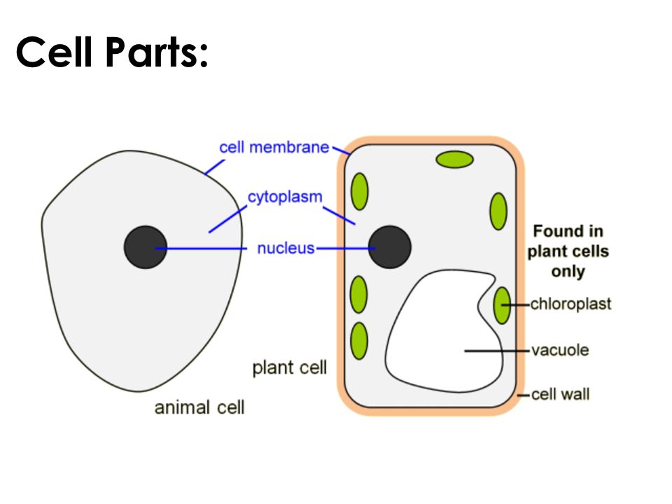 B2 in a lesson. Cell Parts: Bacteria Cells: Yeast Cells: - ppt download