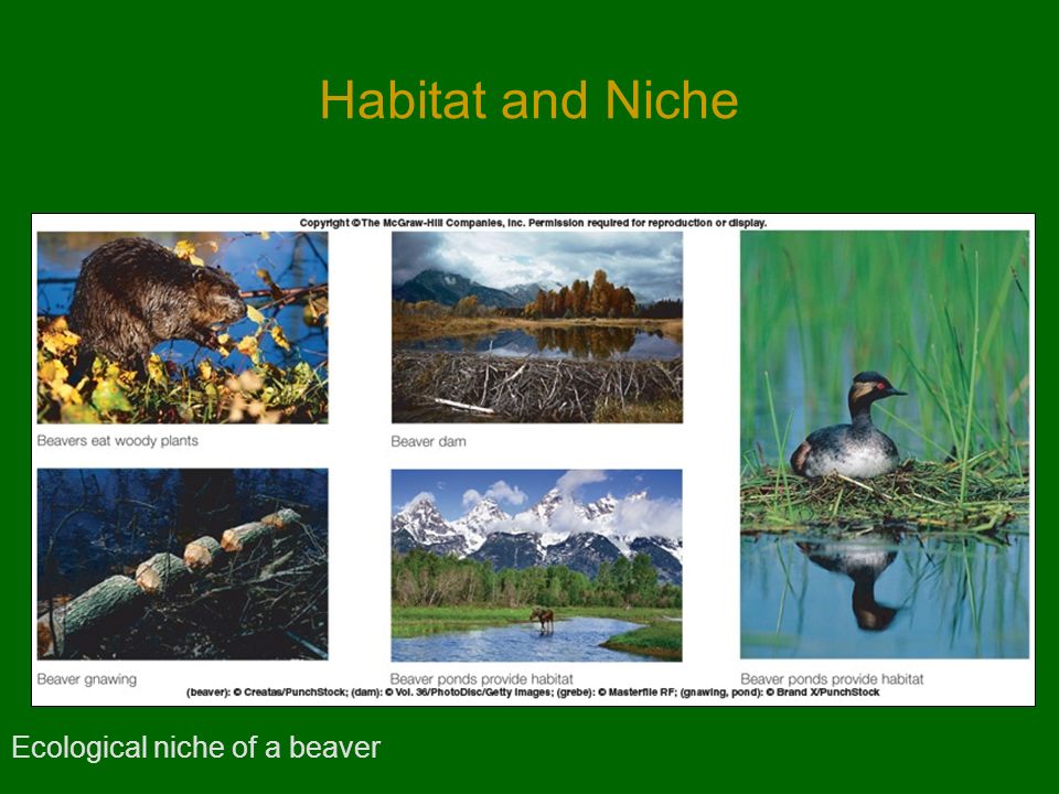 Habitat and Niche Ecological niche of a beaver
