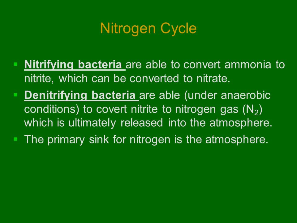 Nitrogen Cycle  Nitrifying bacteria are able to convert ammonia to nitrite, which can be converted to nitrate.