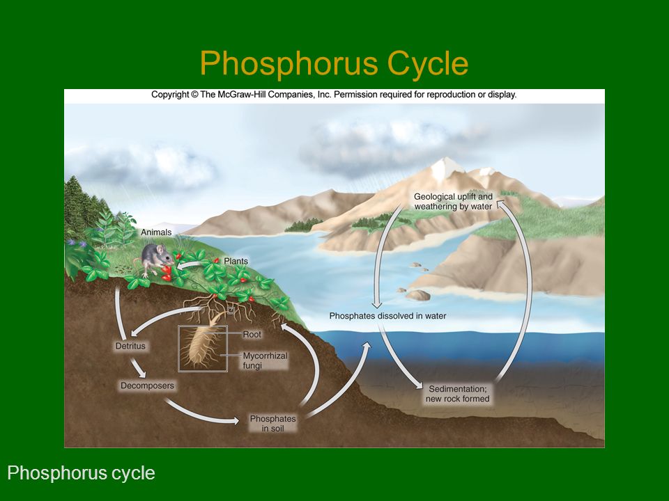 Phosphorus Cycle Phosphorus cycle