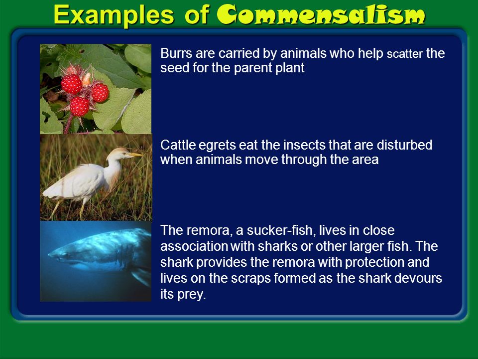 Types of Symbiosis Symbiosis A. The relationship in which there is a close  and permanent association between organisms of different species is called.  - ppt download