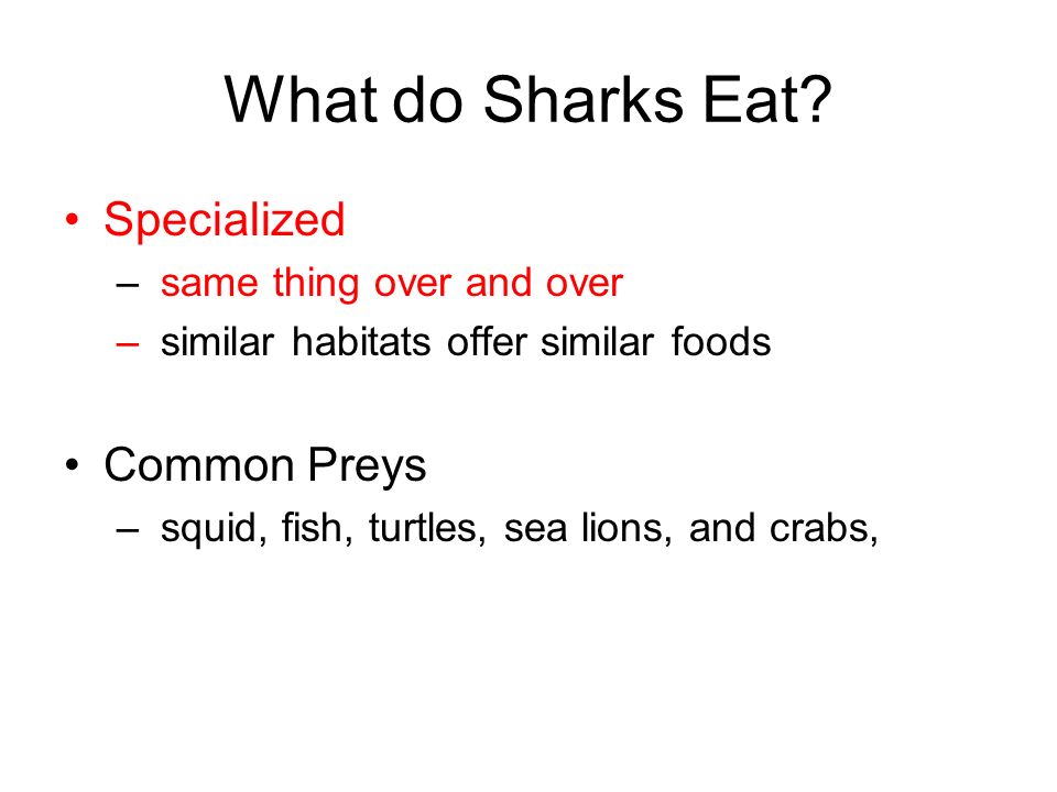 What do Sharks Eat.