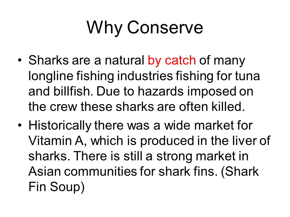 Why Conserve Sharks are a natural by catch of many longline fishing industries fishing for tuna and billfish.