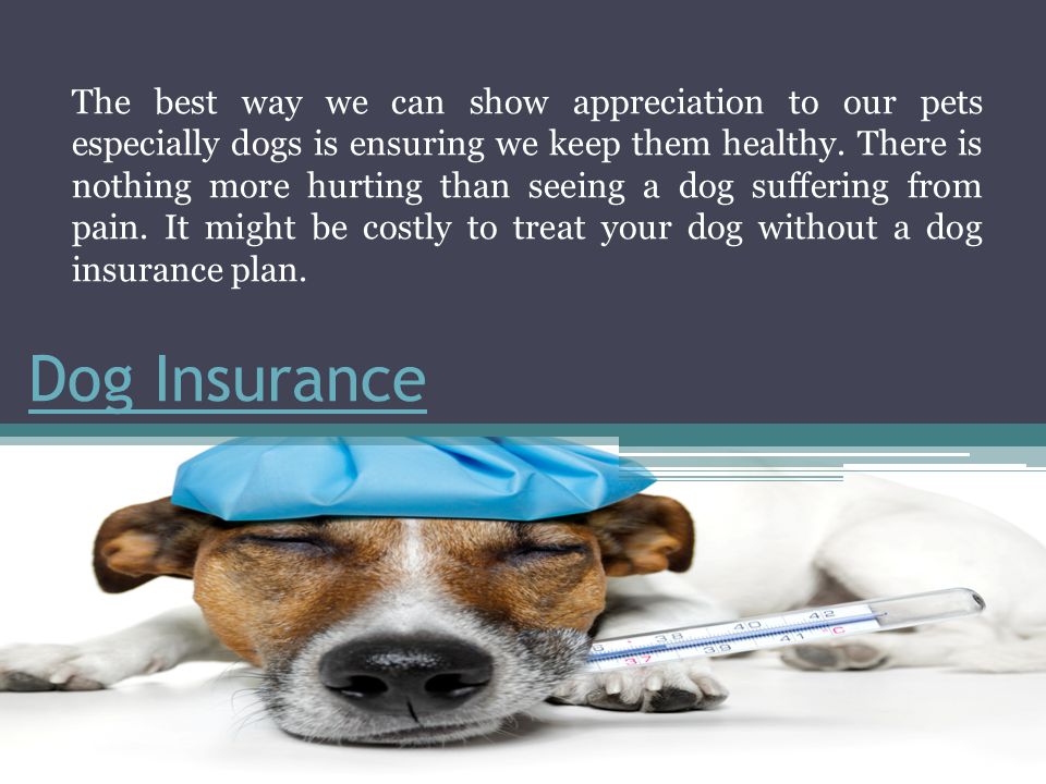 Keeping pets перевод. Pet insurance. How much does it cost to Board a Dog.
