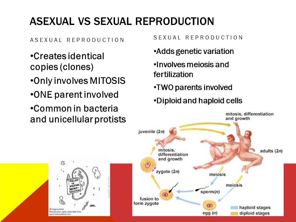 ASEXUAL VS SEXUAL REPRODUCTION ASEXUAL REPRODUCTION Creates identical copies (clones) Only involves MITOSIS ONE parent involved Common in bacteria and unicellular protists SEXUAL REPRODUCTION Adds genetic variation Involves meiosis and fertilization TWO parents involved Diploid and haploid cells