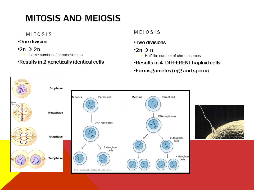 MITOSIS AND MEIOSIS MITOSIS One division 2n  2n (same number of chromosomes) Results in 2 genetically identical cells MEIOSIS Two divisions 2n  n Half the number of chromosomes Results in 4 DIFFERENT haploid cells Forms gametes (egg and sperm)