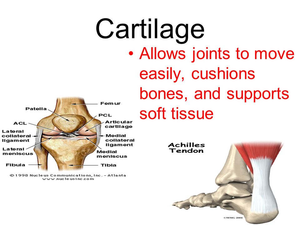 Cartilage Allows joints to move easily, cushions bones, and supports soft tissue