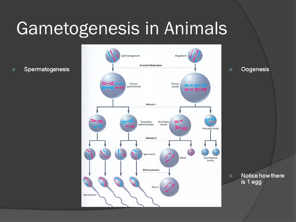 Gametogenesis in Animals  Spermatogenesis  Oogenesis  Notice how there is 1 egg