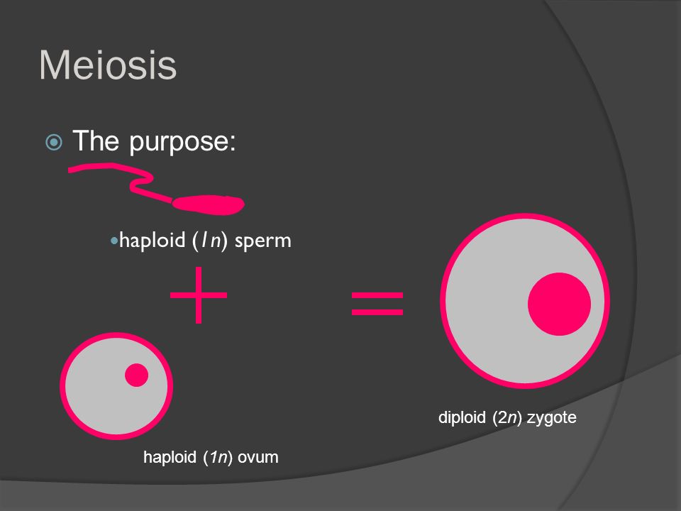 Meiosis  The purpose: haploid (1n) sperm haploid (1n) ovum diploid (2n) zygote