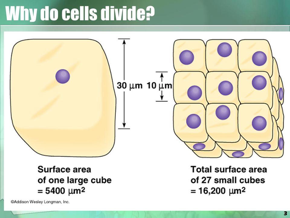 Surface area to Volume ratio. А4 в клетку. Surface area. Which Cell Size has the Greatest surface area to Volume ratio?. Each cell