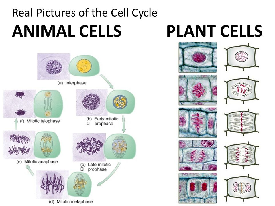The Cycle of the Cell! The six phases of the cell cycle - embryo of the  marine worm Cerebratulus marginatus. - ppt download