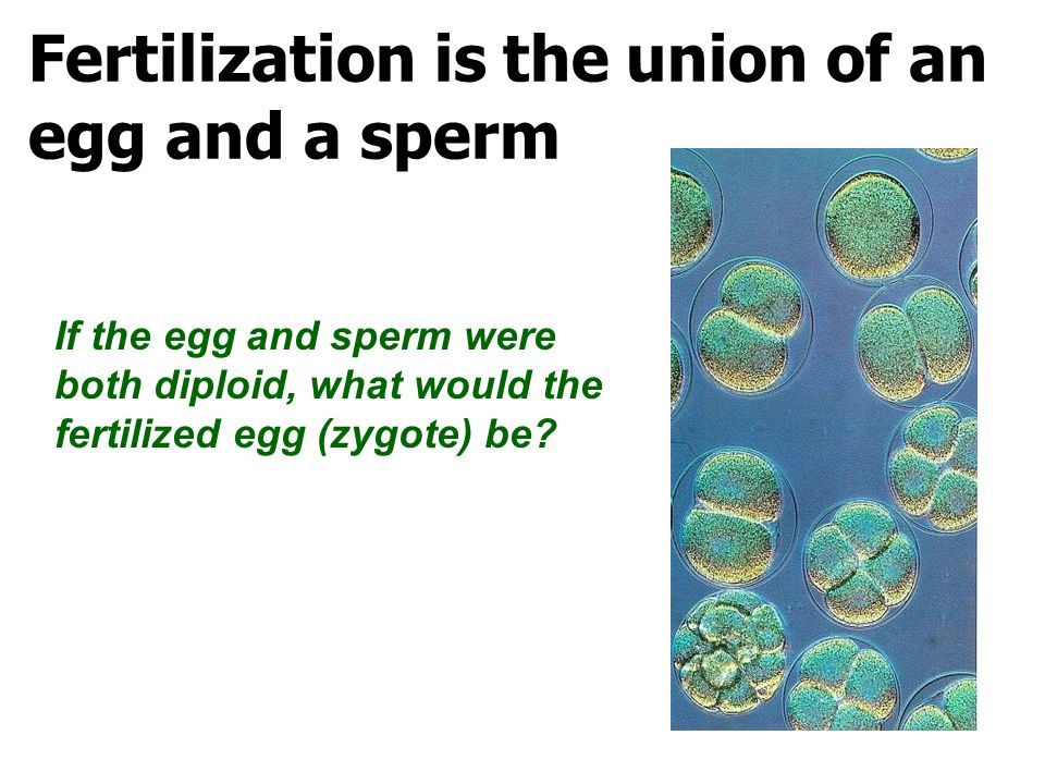 Fertilization is the union of an egg and a sperm If the egg and sperm were both diploid, what would the fertilized egg (zygote) be