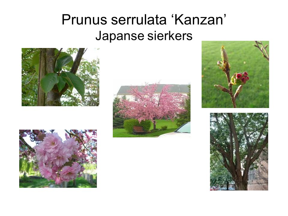 Prunus serrulata ‘Kanzan’ Japanse sierkers