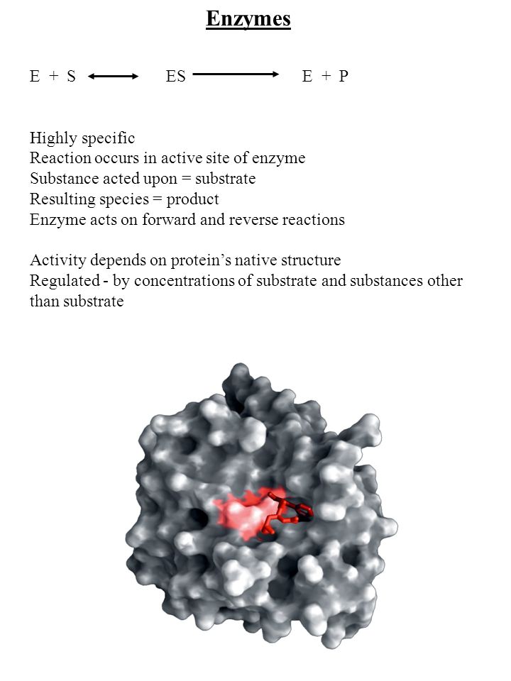 catalytic protein substance