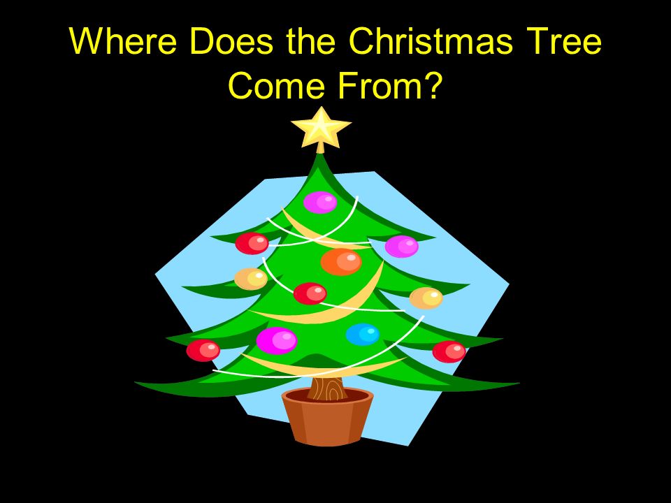 1 where does the christmas tree come from where does the christmas - Where Did Christmas Trees Come From 1 where does the christmas tree come from where does the christmas - Where Did Christmas Trees Come From