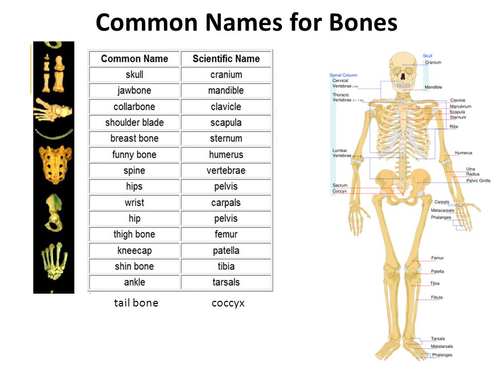 The bones form. Bones names. Name of Human Bones in English. Skeleton Bones names. Bone перевод на русский.