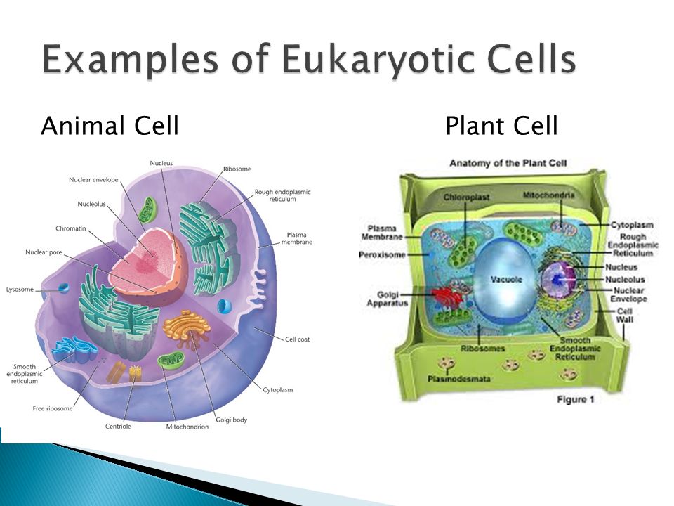  Eu= True  Kary- Nucleus  Organisms made up of one or more cells that have a nucleus  Cytoplasm with Membrane-bound Organelles ◦ Organelles-intracellular bodies that perform specific functions that support life ◦ Much larger than prokaryotic cells