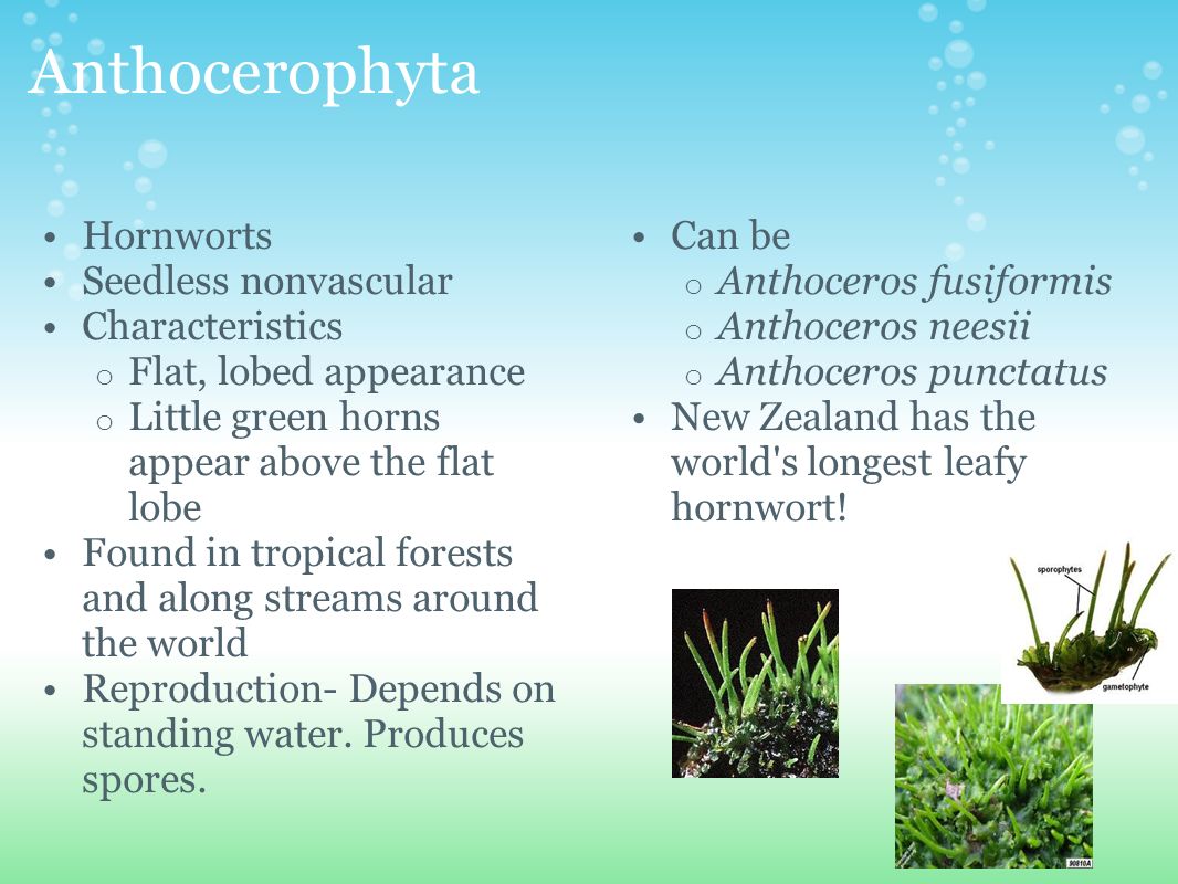 Anthocerophyta Hornworts Seedless nonvascular Characteristics o Flat, lobed appearance o Little green horns appear above the flat lobe Found in tropical forests and along streams around the world Reproduction- Depends on standing water.