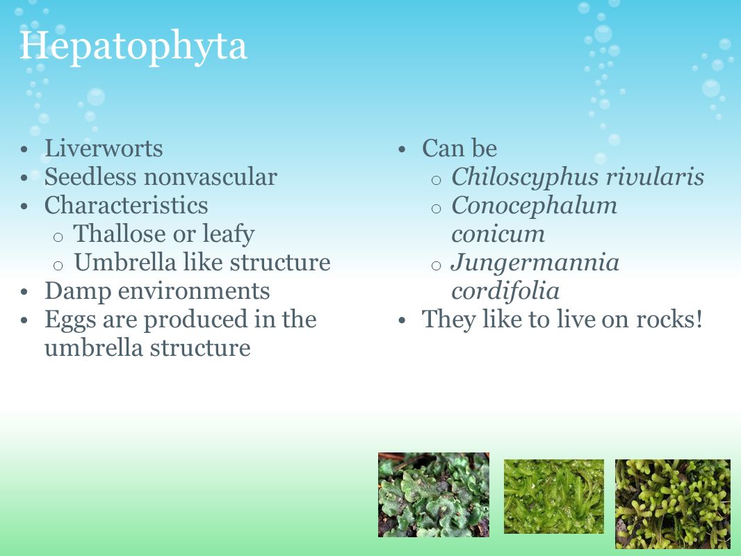 Hepatophyta Liverworts Seedless nonvascular Characteristics o Thallose or leafy o Umbrella like structure Damp environments Eggs are produced in the umbrella structure Can be o Chiloscyphus rivularis o Conocephalum conicum o Jungermannia cordifolia They like to live on rocks!