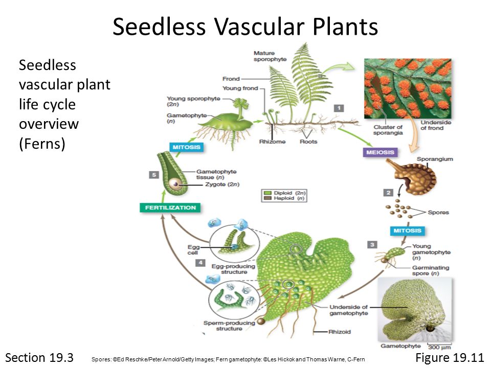 vascular seedless plants life cycle