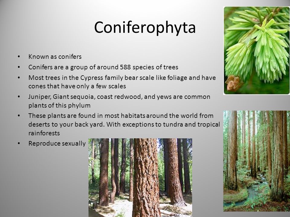Coniferophyta Known as conifers Conifers are a group of around 588 species of trees Most trees in the Cypress family bear scale like foliage and have cones that have only a few scales Juniper, Giant sequoia, coast redwood, and yews are common plants of this phylum These plants are found in most habitats around the world from deserts to your back yard.