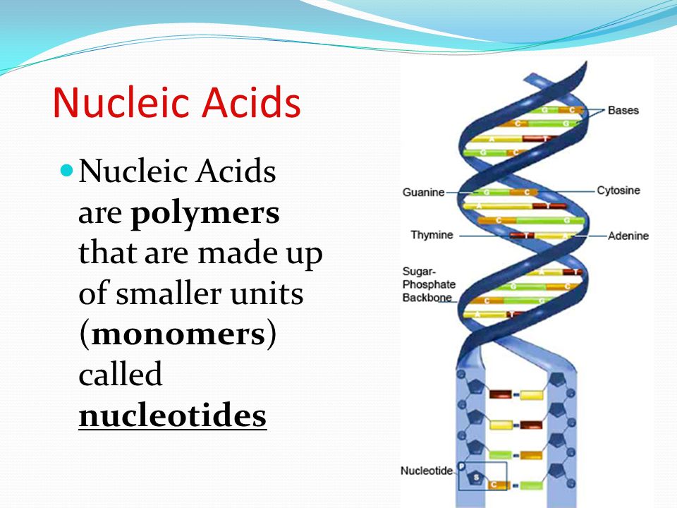 Nucleic Acids Nucleic Acids are polymers that are made up of smaller units (monomers) called nucleotides