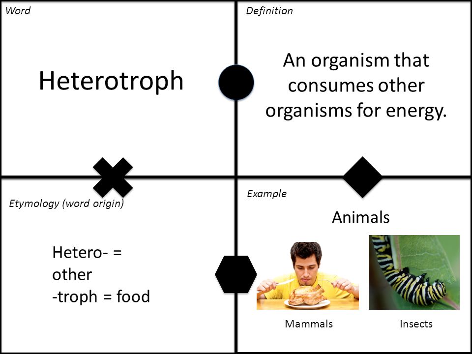 Heterotroph An organism that consumes other organisms for energy.
