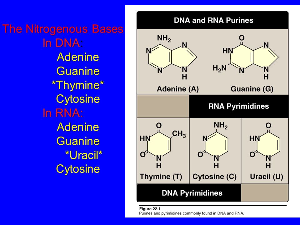 Рнк тимин урацил. Аденин гуанин цитозин Тимин урацил. ДНК аденин гуанин.