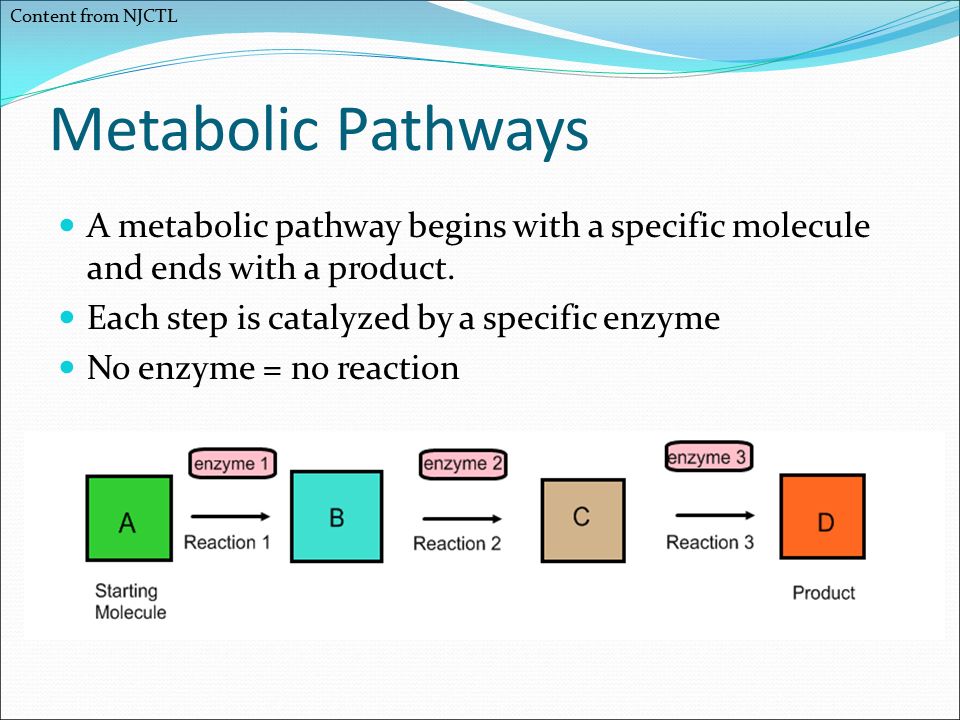 Membranes and Proteins PowerPoint presentation text copied directly ...