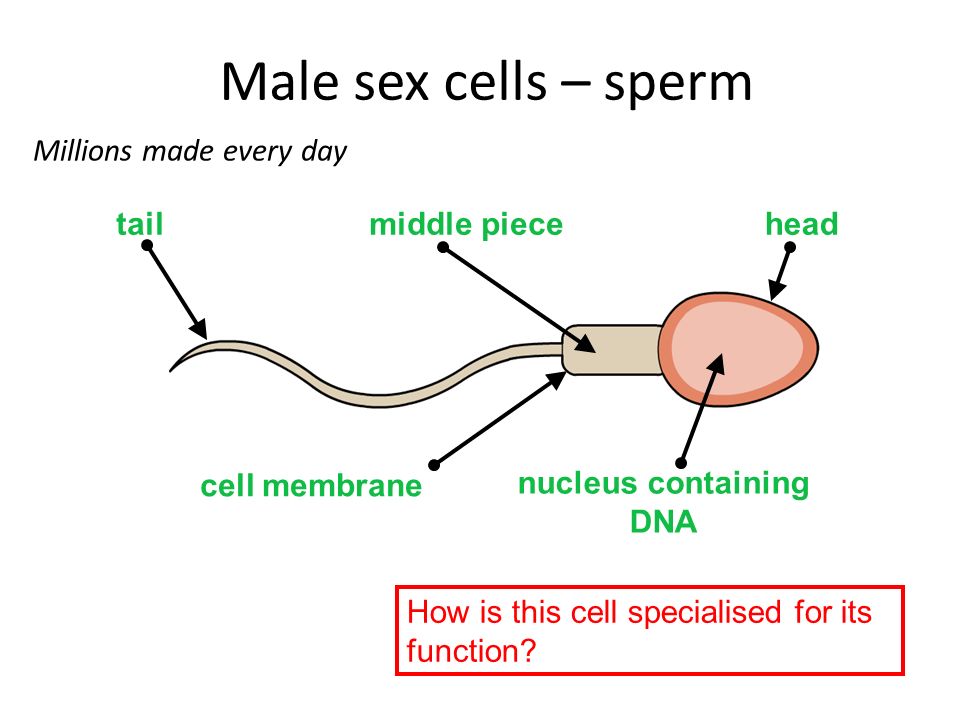 Human reproduction sex cells