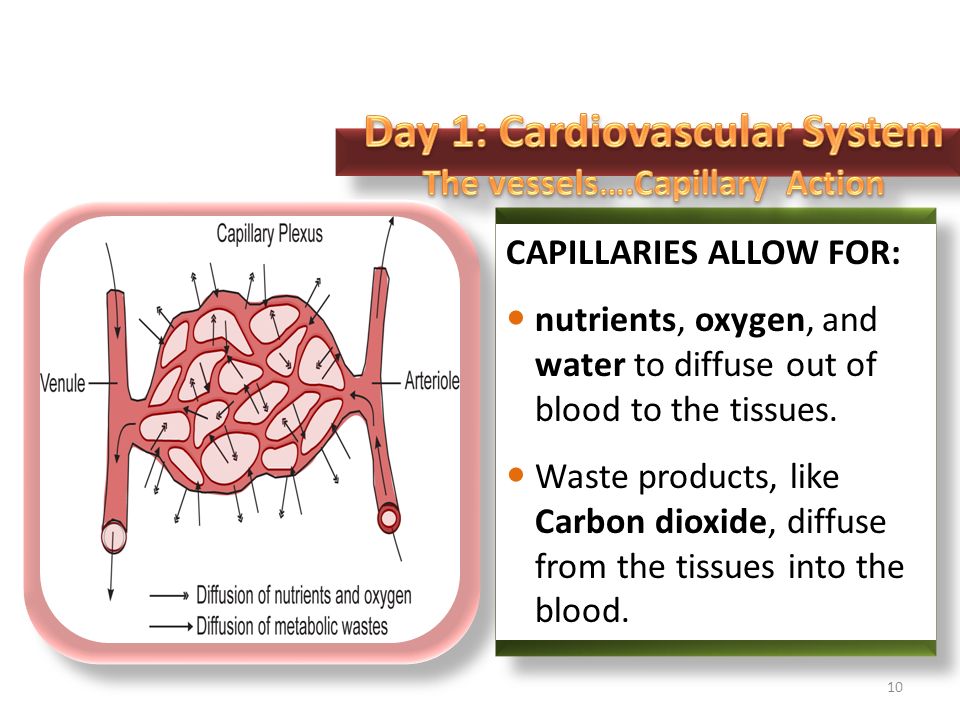 CAPILLARIES ALLOW FOR: nutrients, oxygen, and water to diffuse out of blood to the tissues.