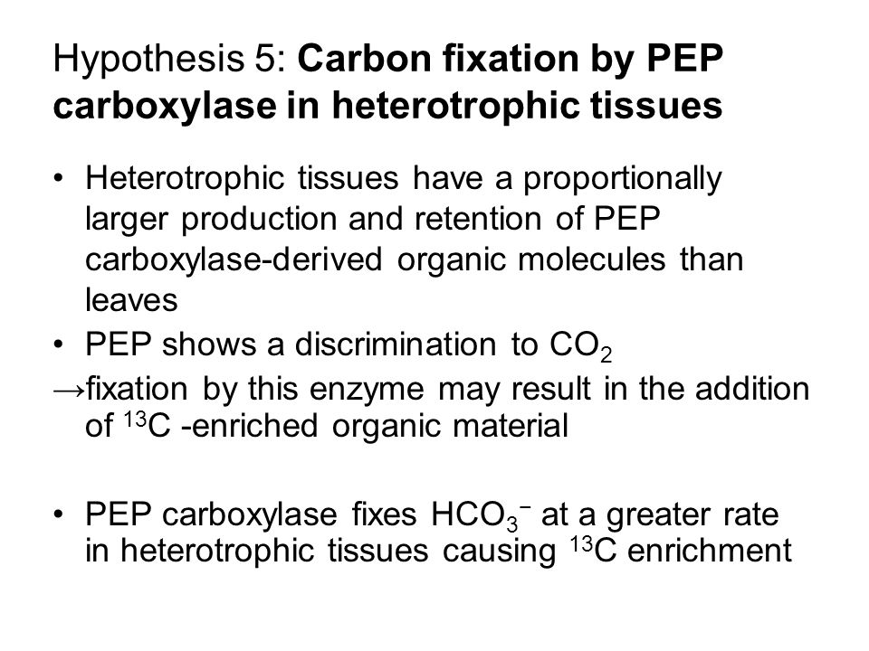 Hypothesis 5: Carbon fixation by PEP carboxylase in heterotrophic tissues Heterotrophic tissues have a proportionally larger production and retention of PEP carboxylase-derived organic molecules than leaves PEP shows a discrimination to CO 2 →fixation by this enzyme may result in the addition of 13 C -enriched organic material PEP carboxylase fixes HCO 3 − at a greater rate in heterotrophic tissues causing 13 C enrichment