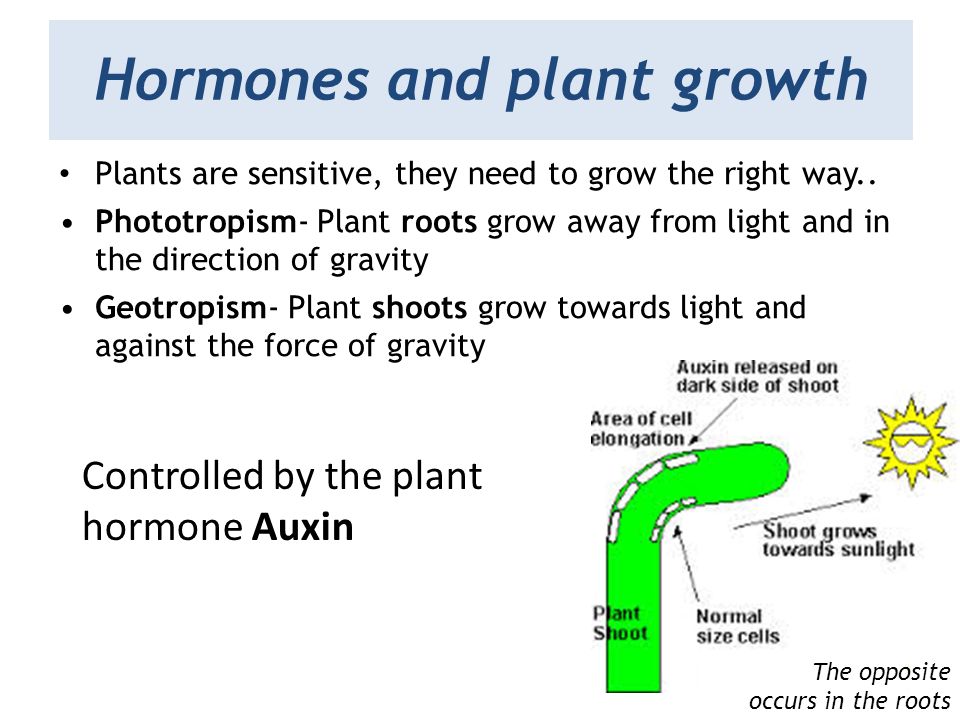Hormones and plant growth Plants are sensitive, they need to grow the right way..