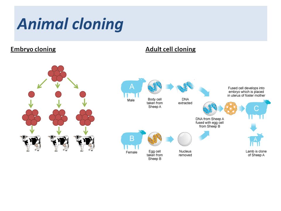 Animal cloning Embryo cloningAdult cell cloning