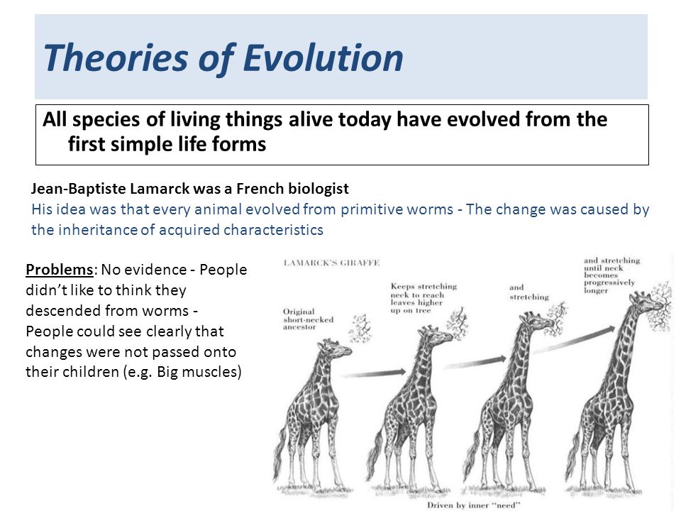 Theories of Evolution All species of living things alive today have evolved from the first simple life forms Jean-Baptiste Lamarck was a French biologist His idea was that every animal evolved from primitive worms - The change was caused by the inheritance of acquired characteristics Problems: No evidence - People didn’t like to think they descended from worms - People could see clearly that changes were not passed onto their children (e.g.